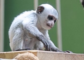 (fot. Gdański Ogród Zoologiczny/Paweł Ciesielski)