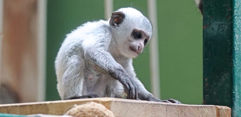 (fot. Gdański Ogród Zoologiczny/Paweł Ciesielski)