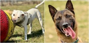 (fot. słupskie schronisko dla zwierząt)