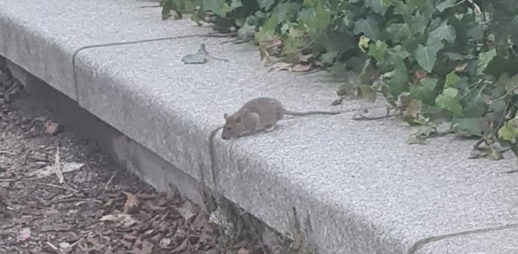 Zdjęcie ilustracyjne (fot. Wikimedia Commons)