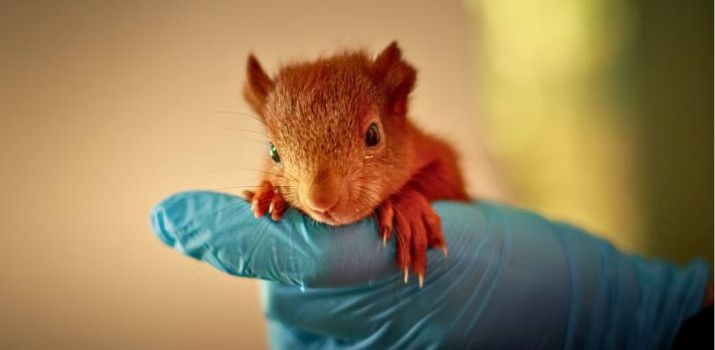 (Fot. Ostoja/Wojciech Teszka)