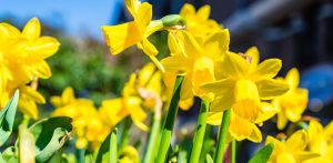 Symbolem akcji jest żonkil – kwiat nadziei, który przypomina o potrzebie niesienia pomocy i solidarności z cierpiącymi (fot. Freepik)