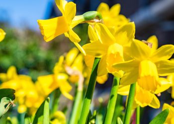 Symbolem akcji jest żonkil – kwiat nadziei, który przypomina o potrzebie niesienia pomocy i solidarności z cierpiącymi (fot. Freepik)