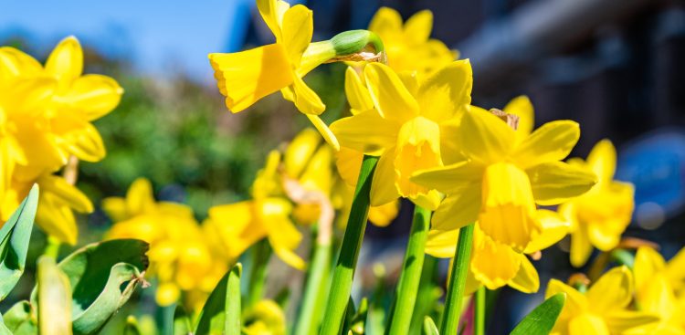 Symbolem akcji jest żonkil – kwiat nadziei, który przypomina o potrzebie niesienia pomocy i solidarności z cierpiącymi (fot. Freepik)
