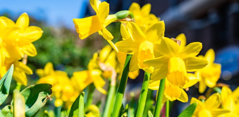 Symbolem akcji jest żonkil – kwiat nadziei, który przypomina o potrzebie niesienia pomocy i solidarności z cierpiącymi (fot. Freepik)