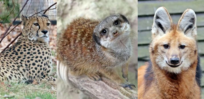 (fot. Gdański Ogród Zoologiczny)