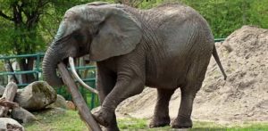 (Fot. Paweł Ciesielski/ZOO Gdańsk)