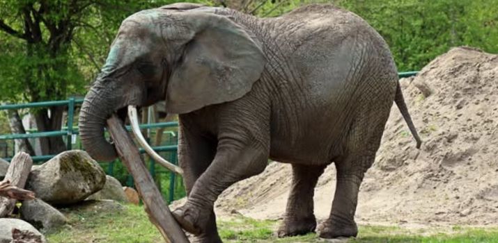 (Fot. Paweł Ciesielski/ZOO Gdańsk)