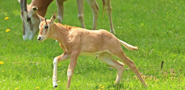 (Fot. Gdański Ogród Zoologiczny/Paweł Ciesielski)