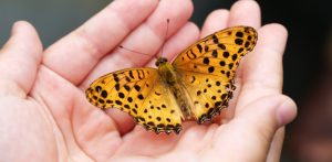 Motyl - symbol mukowiscydozy (fot. Pixabay)
