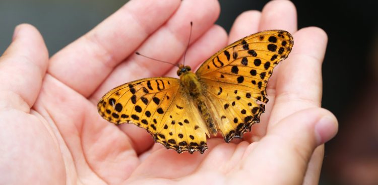 Motyl - symbol mukowiscydozy (fot. Pixabay)