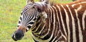 (Fot. Gdański Ogród Zoologiczny/Paweł Ciesielski)