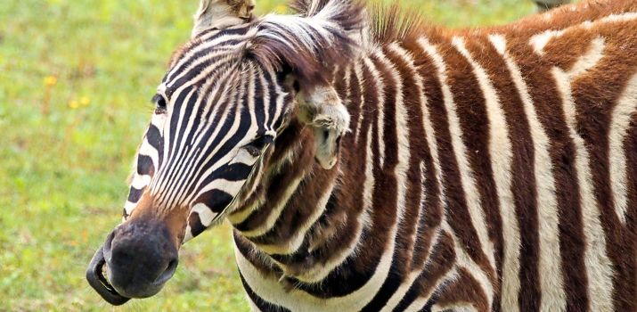 (Fot. Gdański Ogród Zoologiczny/Paweł Ciesielski)