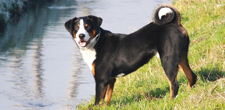 Pies rasy appenzeller przy rzece