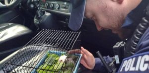 Policjanci z Sopotu zaopiekowali się gryzoniem (fot. KMP w Sopocie)