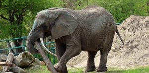 Słonica Katka w gdańskim zoo