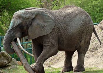 Słonica Katka w gdańskim zoo