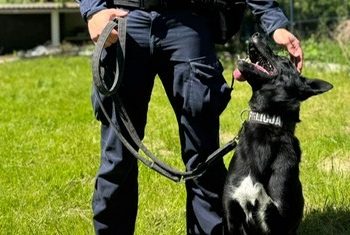 Zoja - nowy funkcjonariusz słupskiej policji (fot. KMP Słupsk)