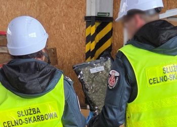 Funkcjonariusze Pomorskiego Urzędu Celno-Skarbowego w Gdyni zatrzymali prawie tonę marihuany (fot. gov.pl)