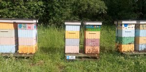 Miejska pasieka w Słupsku. Na zdjęciu 6 kolorowych uli.