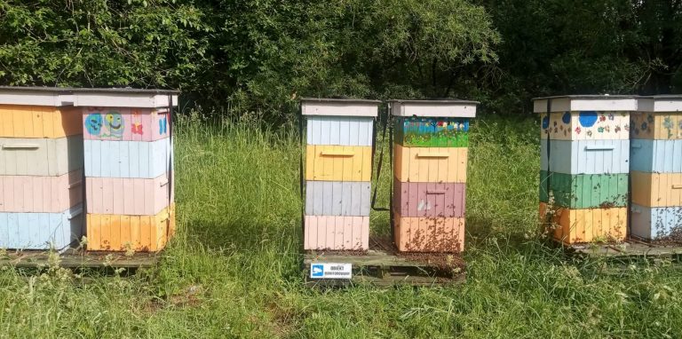 Miejska pasieka w Słupsku. Na zdjęciu 6 kolorowych uli.