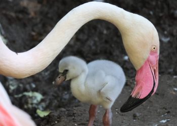 Młode flamingi tworzą coś w rodzaju przedszkola