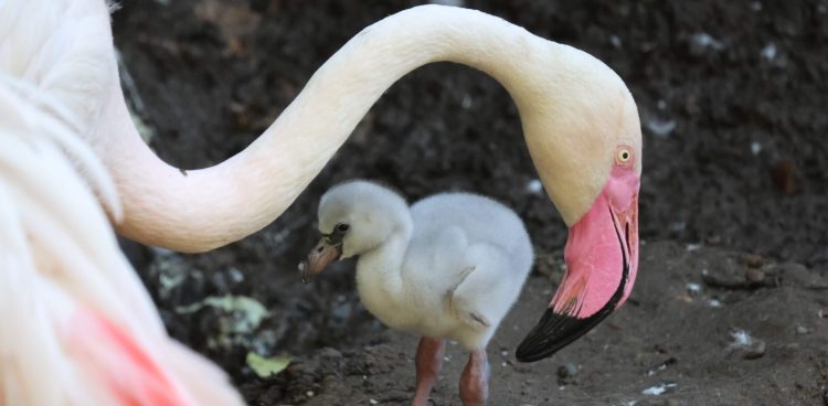 Młode flamingi tworzą coś w rodzaju przedszkola