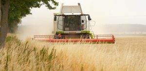 Żniwa. Kombajn zbożowy pracujący na polu uprawnym. Maszyna jedzie przodem w kierunku obiektywu, a za nią unosi się chmura pyłu. Po lewej stronie kadru widoczny jest szpaler drzew