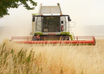 Żniwa. Kombajn zbożowy pracujący na polu uprawnym. Maszyna jedzie przodem w kierunku obiektywu, a za nią unosi się chmura pyłu. Po lewej stronie kadru widoczny jest szpaler drzew