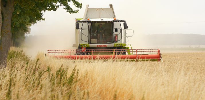 Żniwa. Kombajn zbożowy pracujący na polu uprawnym. Maszyna jedzie przodem w kierunku obiektywu, a za nią unosi się chmura pyłu. Po lewej stronie kadru widoczny jest szpaler drzew