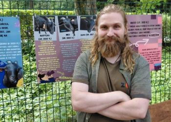 Alan Szydłowski, opiekun z Małego ZOO, uśmiecha się, trzymając na rękach małą świnkę morską na tle powstającej, drewnianej zagrody z kryjówkami