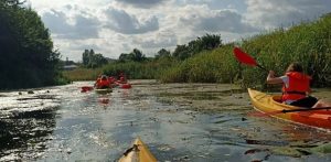 Grupa osób płynie kajakami po spokojnej rzece w otoczeniu zielonej roślinności. Na pierwszym planie po prawej stronie widoczny jest tył żółto-pomarańczowego kajaka z osobą w pomarańczowej kamizelce ratunkowej, która trzyma wiosło z czerwonymi piórami. W oddali, wzdłuż porośniętego trzcinami brzegu, płynie rzędem kilka innych kajaków z uczestnikami. Na powierzchni wody unosi się lekka roślinność wodna, a na niebie widać rozproszone chmury