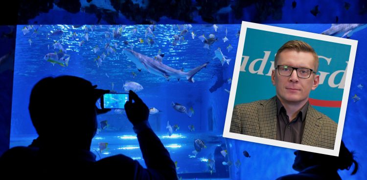Kolaż przedstawiający podświetlone akwarium z rekinem i ławicą ryb w aquaparku w Redzie, przed którym stoi osoba robiąca zdjęcie smartfonem. W prawym górnym rogu nałożono w ramce zdjęcie portretowe mężczyzny w okularach i marynarce na tle logo Radio Gdańsk - to burmistrz Redy Mateusz Richert. Władze Redy zawieszają współpracę z tamtejszym Aquaparkiem