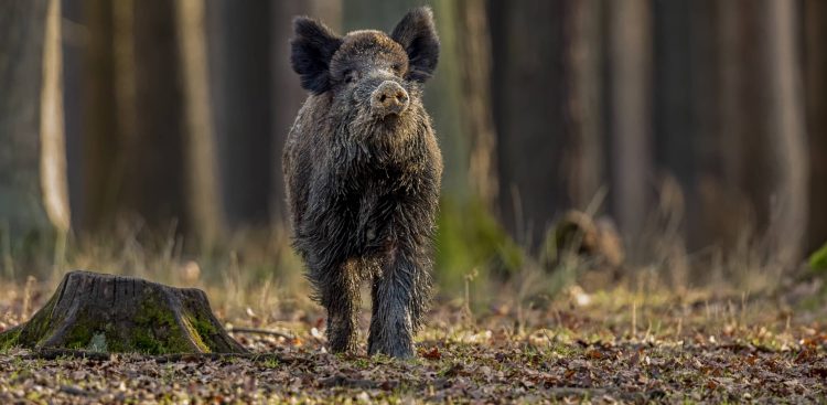 Liczba zwierząt zakażonych ASF spadła sześciokrotnie