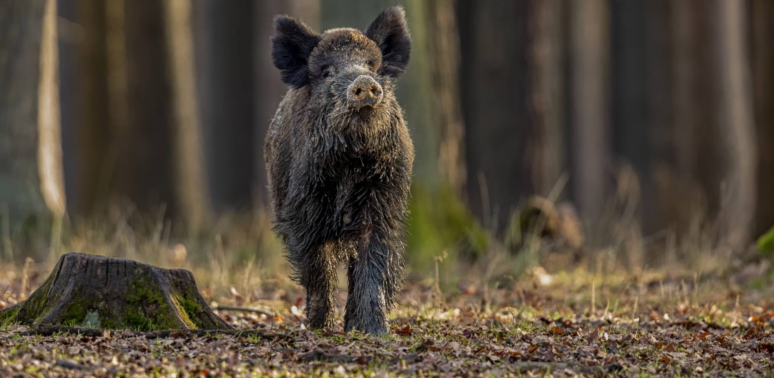 Coraz mniej przypadków ASF na Pomorzu