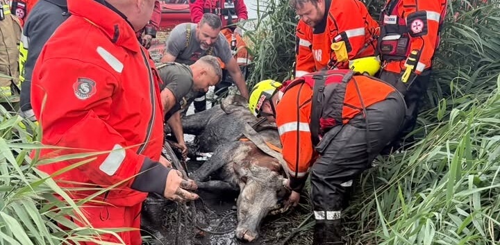 Początkowo strażacy uznali, że krowa utonęła