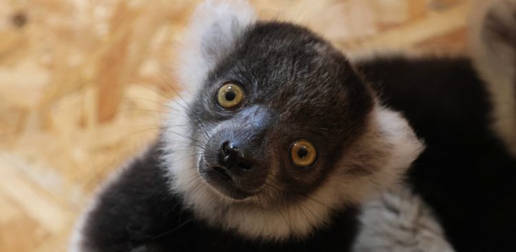 Bliskie ujęcie (portret) lemura wari czarno-białego z puszystym, jasnym kołnierzem wokół szyi i uszu oraz ciemną sierścią na pyszczku. Zwierzę ma szeroko otwarte, jaskrawożółte oczy i czarny nos, a jego głowa jest lekko przechylona w bok. Patrzy bezpośrednio w obiektyw aparatu. W tle widoczna jest rozmyta, jasna ściana o strukturze drewnianej płyty. Lemury gatunku wari czarno-biały urodziły się w zoo w Gdańsku