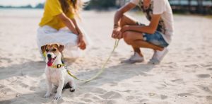 Wybierając się na plaże, załóż psu smycz