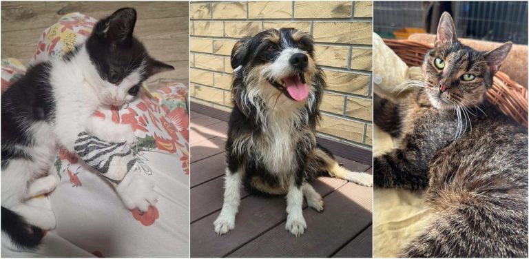 Zwierzęta z Malborskiego Stowarzyszenia Przyjaciół Zwierząt REKS