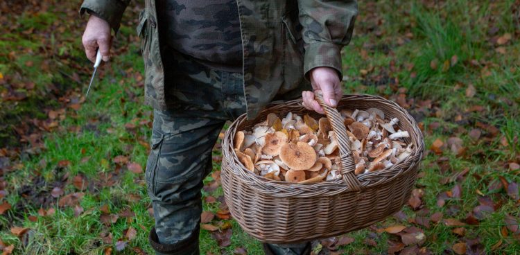 Mężczyzna trzyma w dłoni koszyk pełen grzybów. W tle zieleń lasu