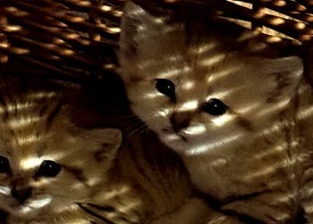 Sześć kotów pustynnych urodziło się w gdańskim zoo. W Gdańskim Ogrodzie Zoologicznym na świat przyszły dwa mioty kotów pustynnych - od samic Maolie i Sahiry. Łącznie jest 6 kociąt. Na zdjęciu dwoje z nich.