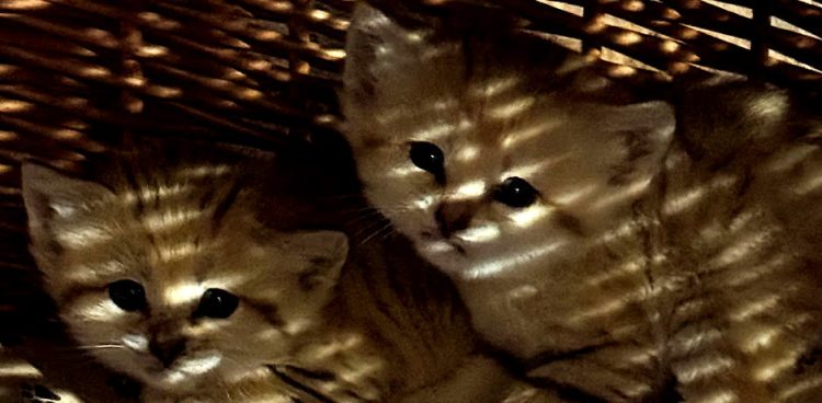 Sześć kotów pustynnych urodziło się w gdańskim zoo. W Gdańskim Ogrodzie Zoologicznym na świat przyszły dwa mioty kotów pustynnych - od samic Maolie i Sahiry. Łącznie jest 6 kociąt. Na zdjęciu dwoje z nich.