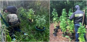 plantacja marihuany w usteckim lesie