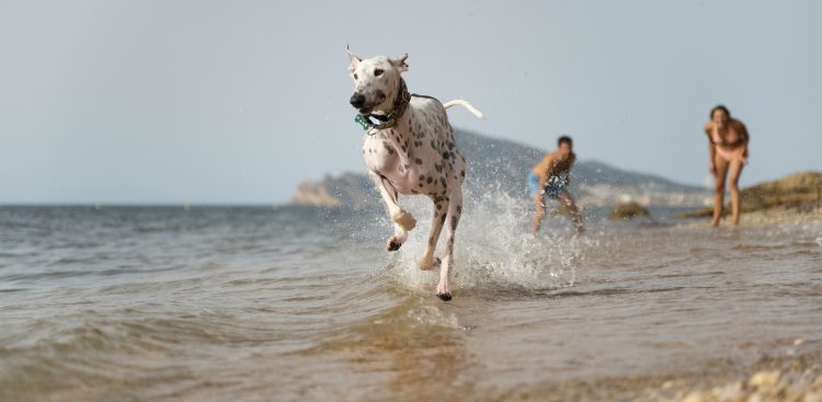 pies na plaży