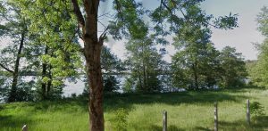 Widok na Jezioro Somińskie, na pierwszym planie trawy i drzewa