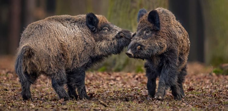 Powiatowy Inspektor Weterynarii w Słupsku poinformował o kolejnych przypadkach ASF