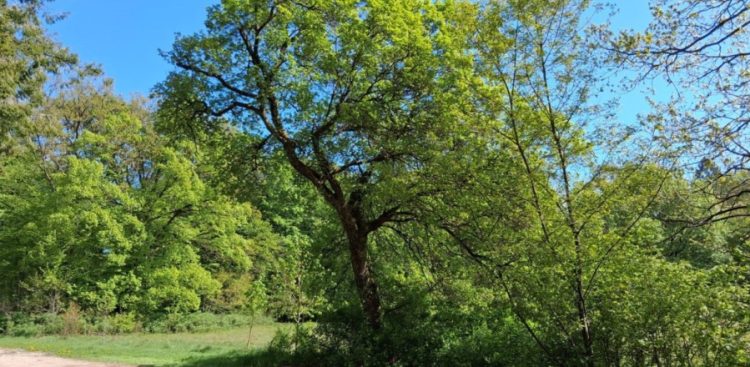 Rozłożysty klon francuski o nieregularnej koronie, rosnący na skraju drogi i zieleni na tle bezchmurnego, błękitnego nieba. To 86-letni klon francuski „Melodia Loary” rosnący przy drodze w Żelkowie (gm. Główczyce), nominowany do ogólnopolskiego konkursu Drzewo Roku 2026