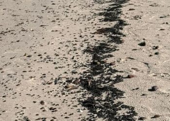 Na zdjęciu ciemne, lepkie plamy i grudki pojawiły się w ostatni weekend na plażach środkowego wybrzeża Bałtyku