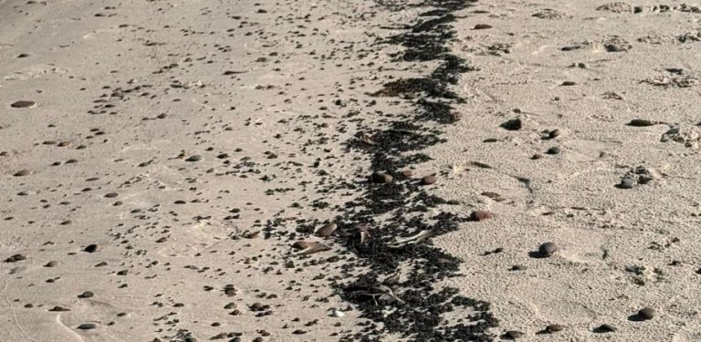 Na zdjęciu ciemne, lepkie plamy i grudki pojawiły się w ostatni weekend na plażach środkowego wybrzeża Bałtyku