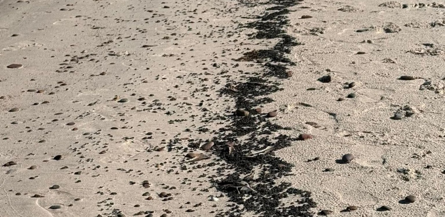 Na zdjęciu ciemne, lepkie plamy i grudki pojawiły się w ostatni weekend na plażach środkowego wybrzeża Bałtyku